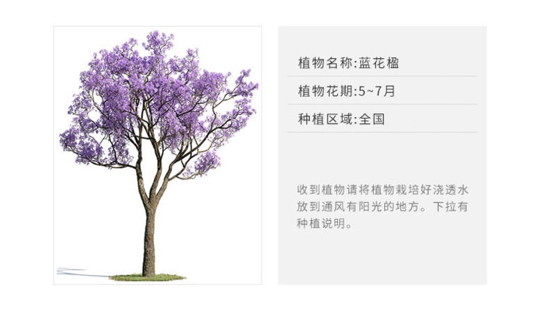 【聚便宜】凤凰木珍贵树种蓝花楹苗红花楹