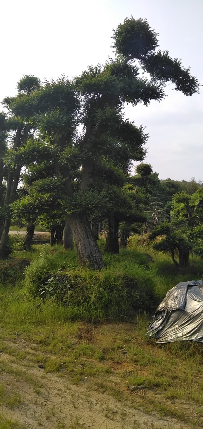榆树桩