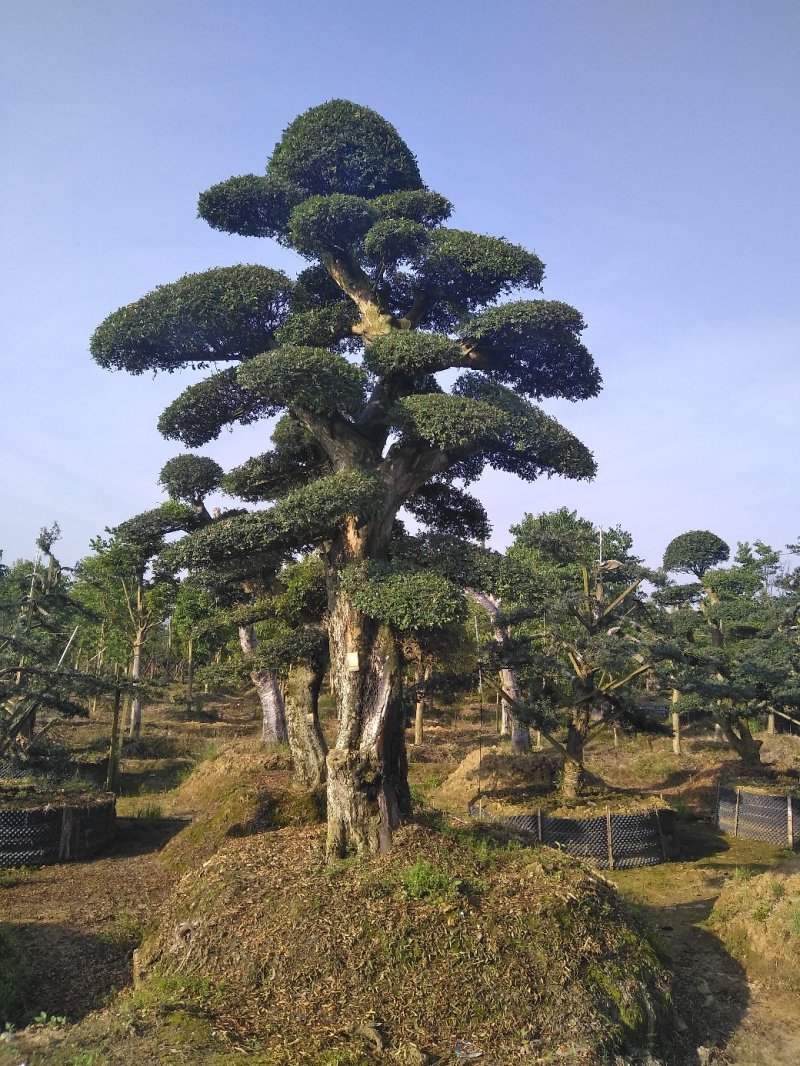 榆树桩