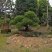 榆树桩
