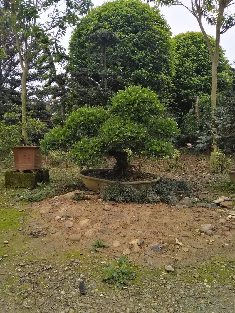 榆树桩