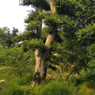榆树桩