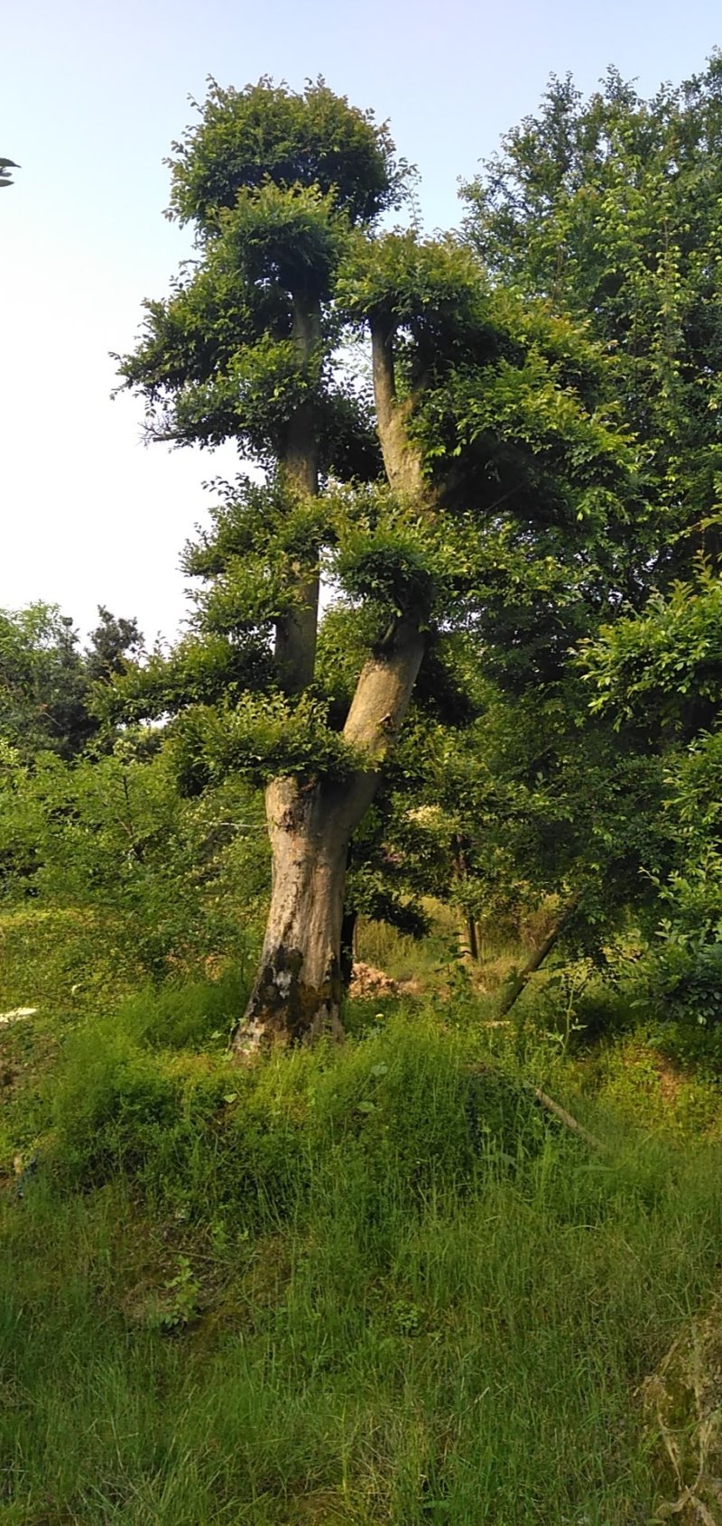 榆树桩