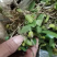 野生特级单叶小果石橄榄石仙桃
