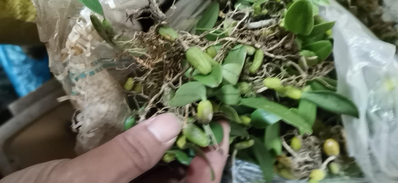 野生特级单叶小果石橄榄石仙桃