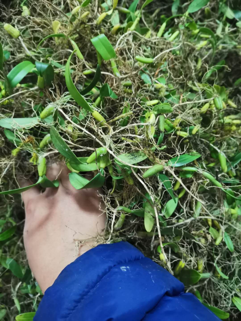野生特级单叶小果石橄榄石仙桃