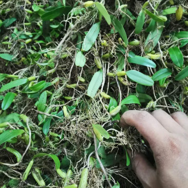 野生特级单叶小果石橄榄石仙桃
