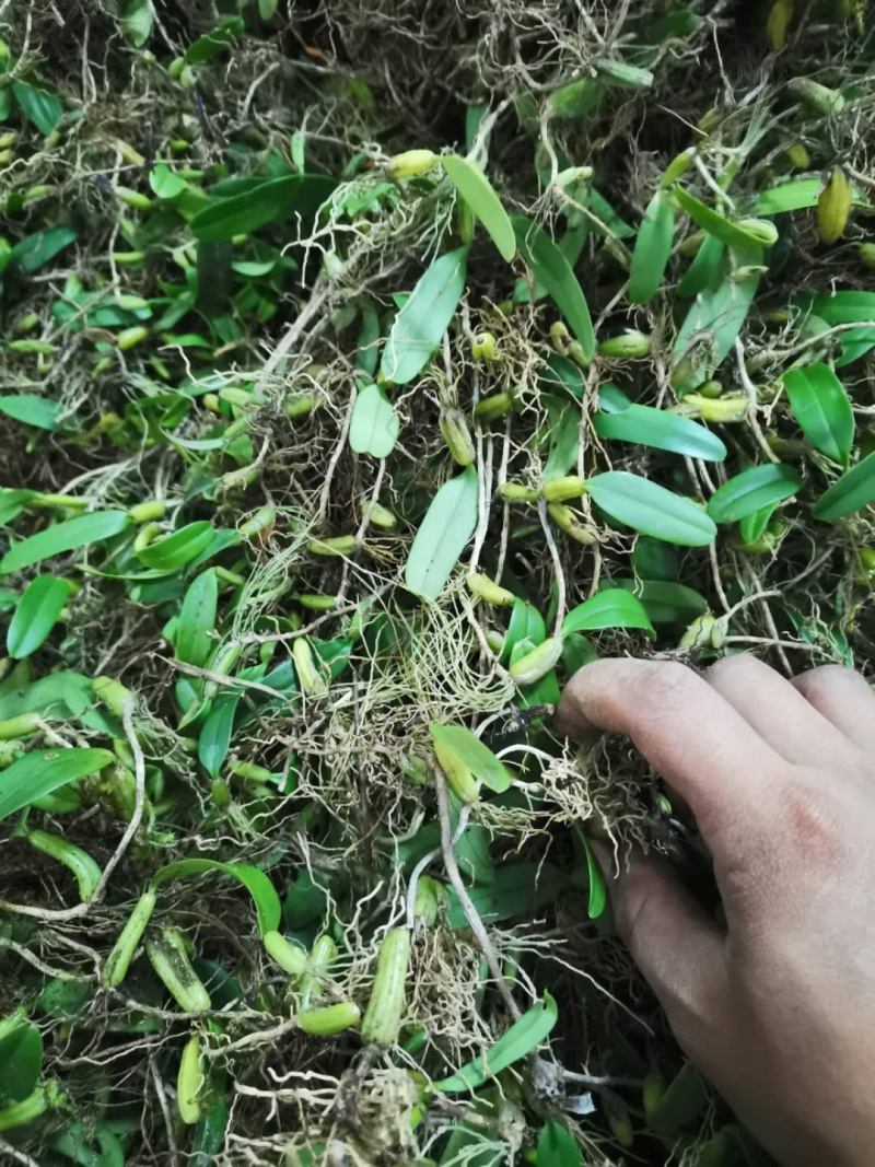 野生特级单叶小果石橄榄石仙桃