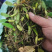 野生特级单叶小果石橄榄石仙桃