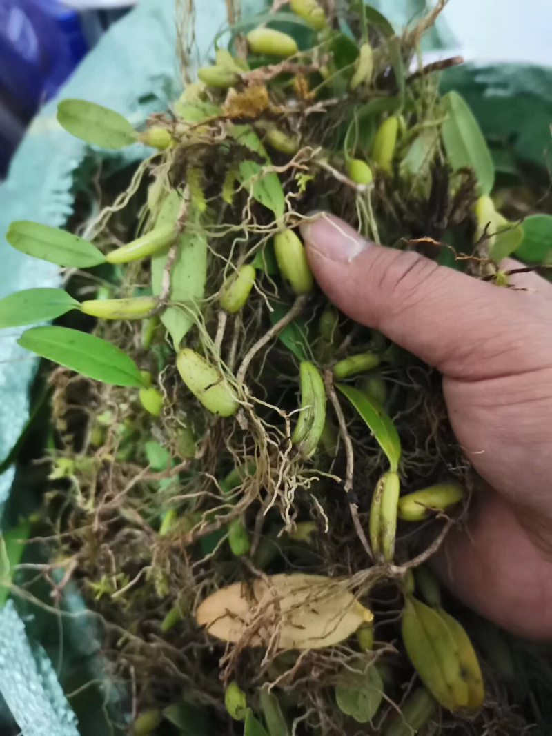 野生特级单叶小果石橄榄石仙桃