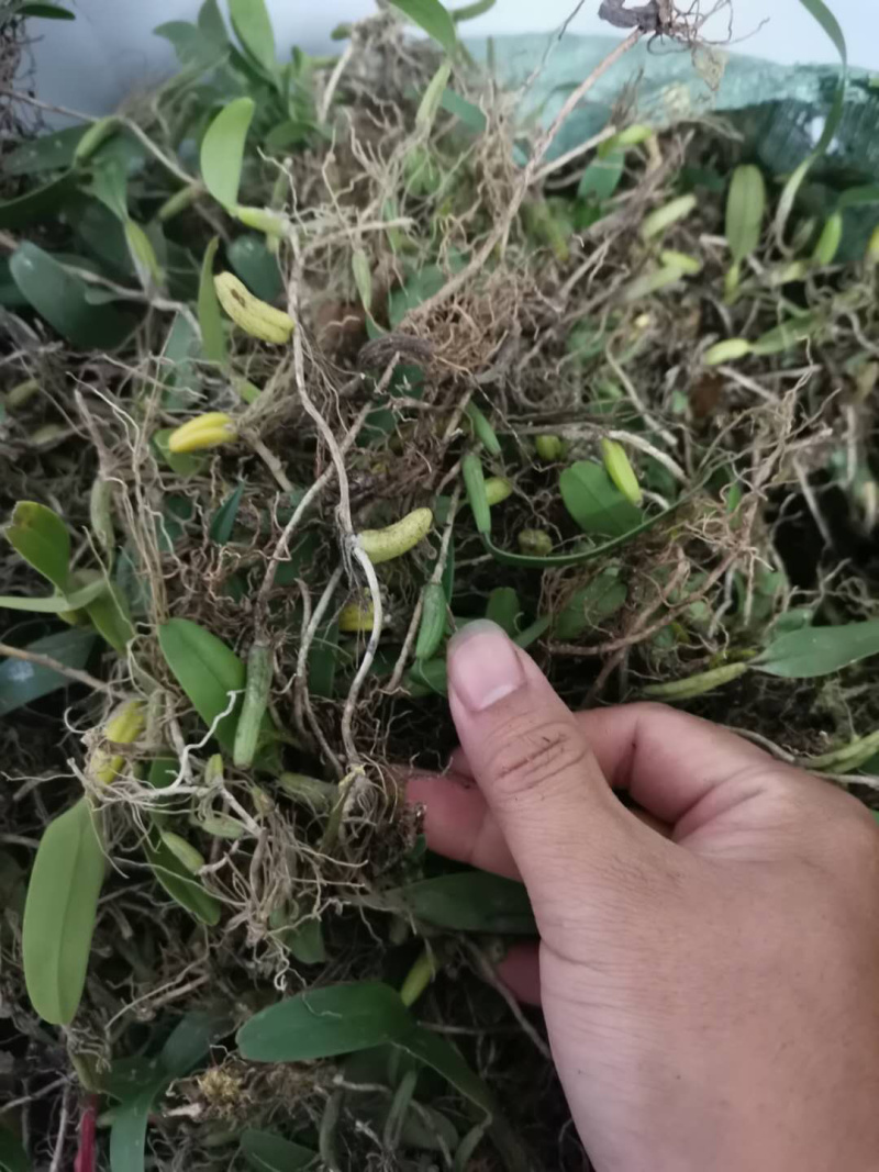 野生特级单叶小果石橄榄石仙桃