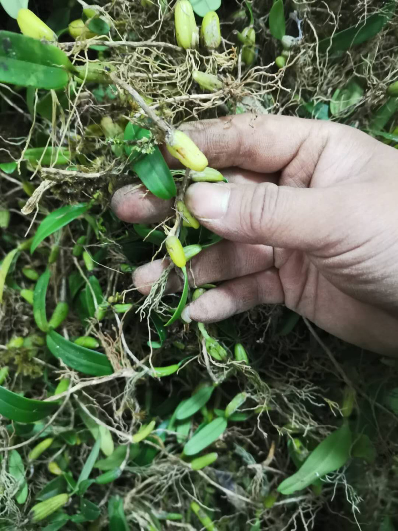 野生特级单叶小果石橄榄石仙桃