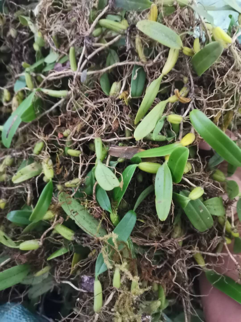野生特级单叶小果石橄榄石仙桃