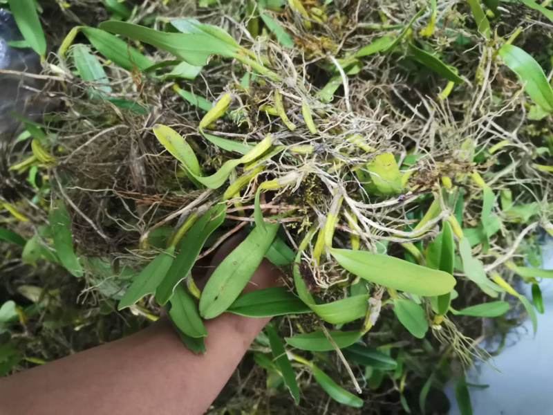 石橄榄石仙桃中大果果上叶