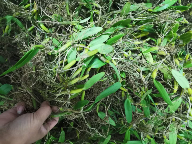 石橄榄石仙桃中大果果上叶