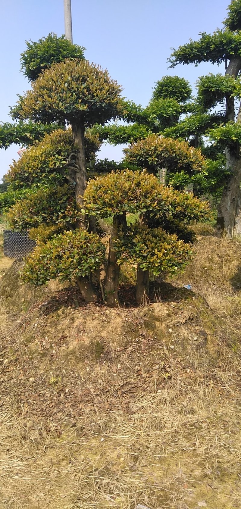 树桩赤楠