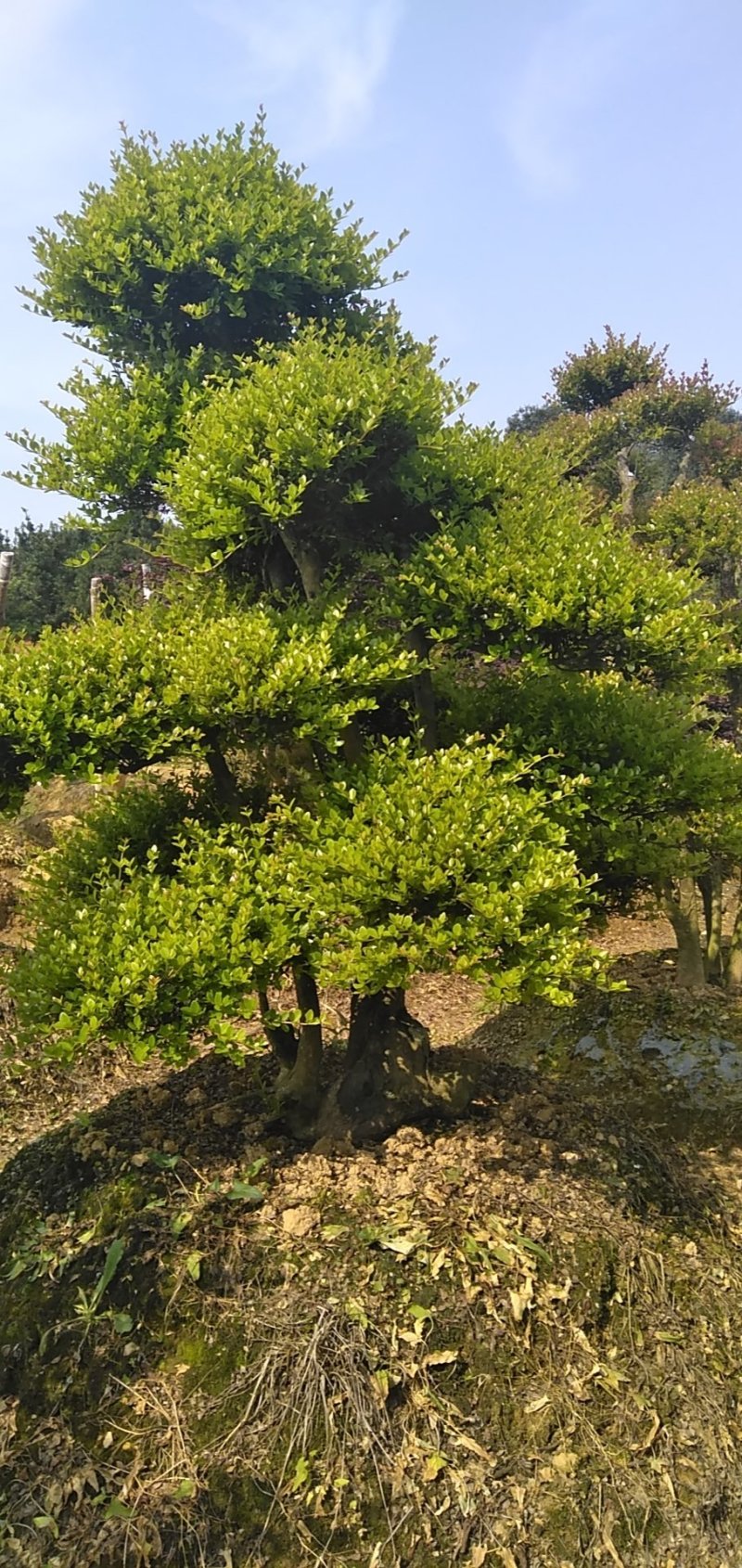 树桩赤楠