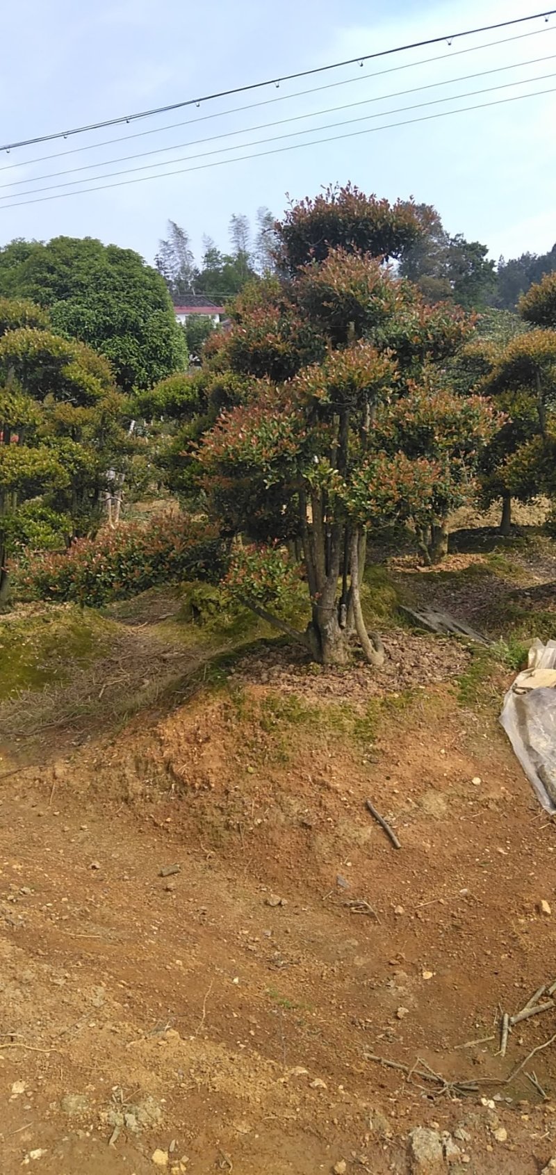 树桩赤楠
