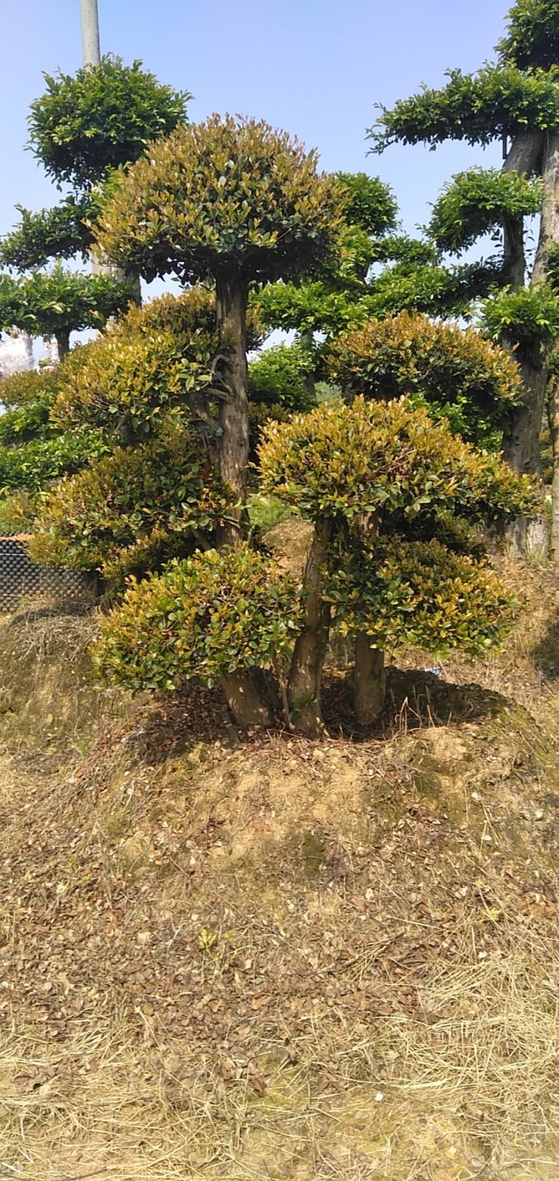 树桩赤楠
