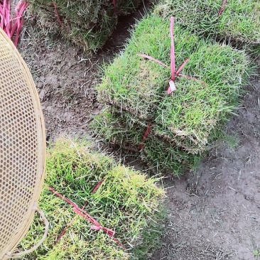 怀化优质马尼拉草皮大量低价出售