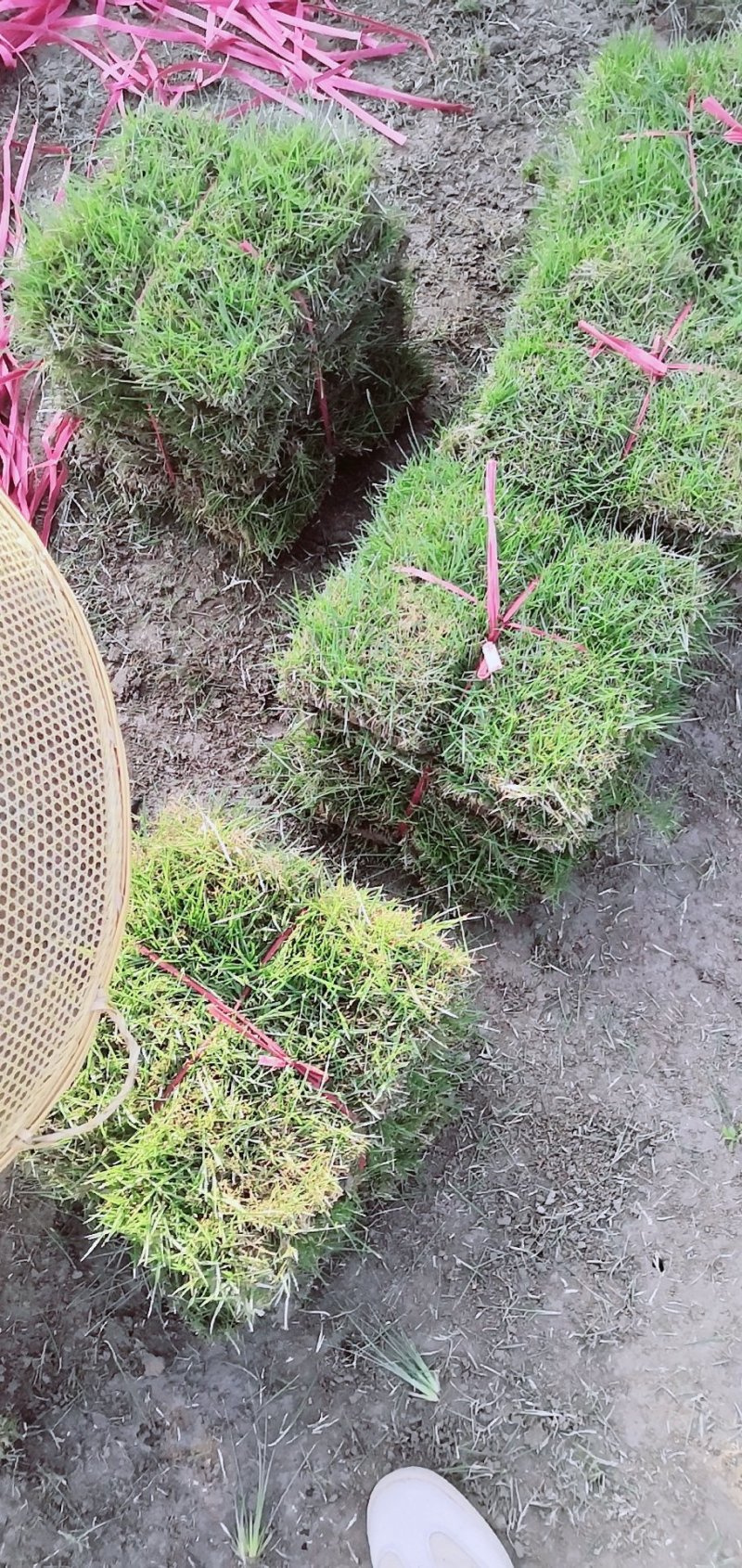 怀化优质马尼拉草皮大量低价出售