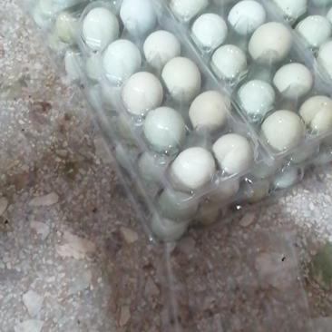 生态绿壳鸡蛋