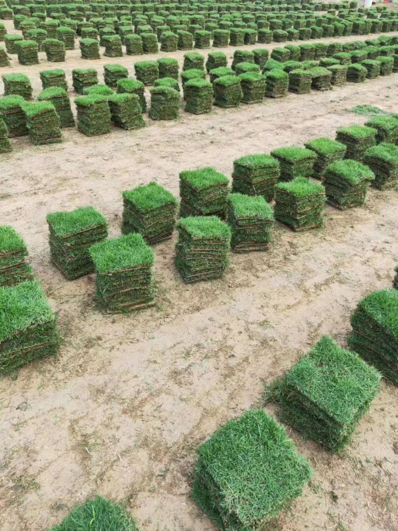 怀化优质马尼拉草皮大量低价出售