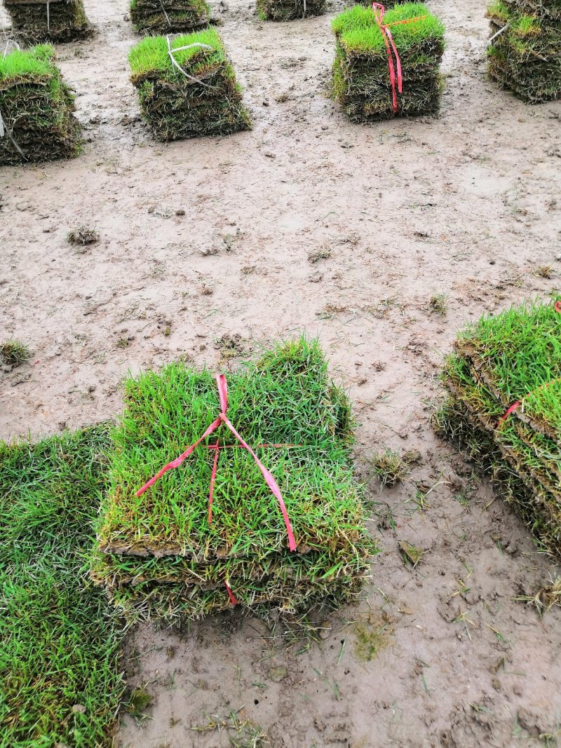 怀化优质马尼拉草皮大量低价出售