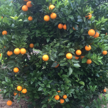 夏橙