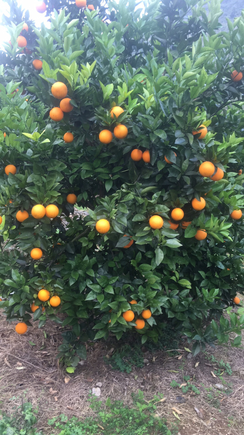 夏橙