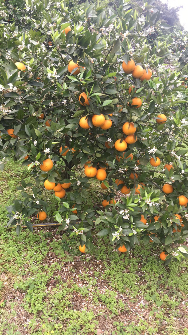 夏橙