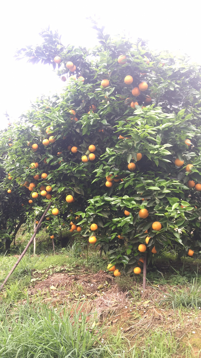 夏橙