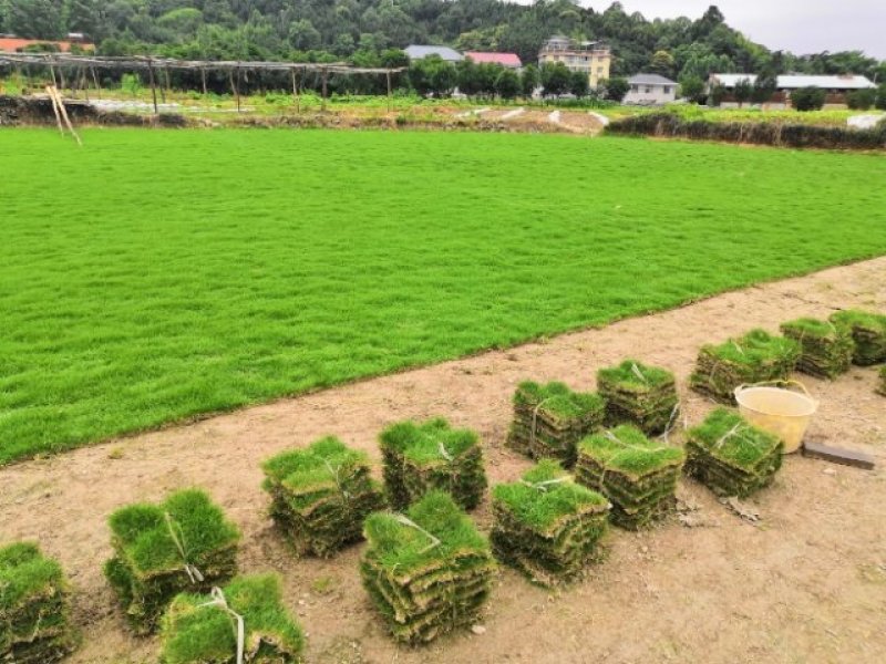 怀化市优质马尼拉草皮大量低价出售