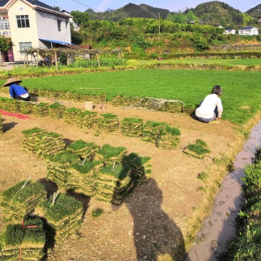 怀化市优质马尼拉草皮大量低价出售