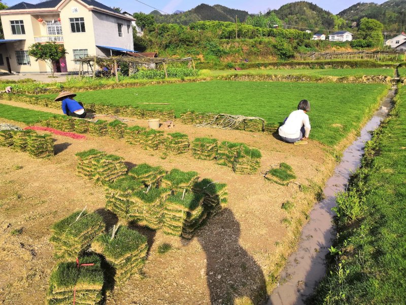 怀化市优质马尼拉草皮大量低价出售