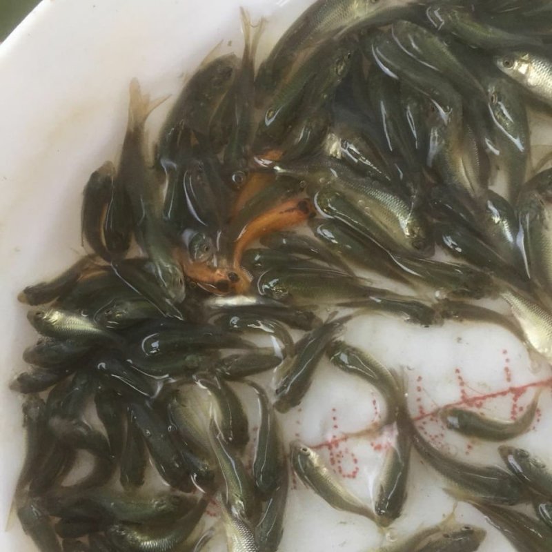 鲤鱼苗稻田鲤鱼苗放生鲤鱼苗各种规格大量供应