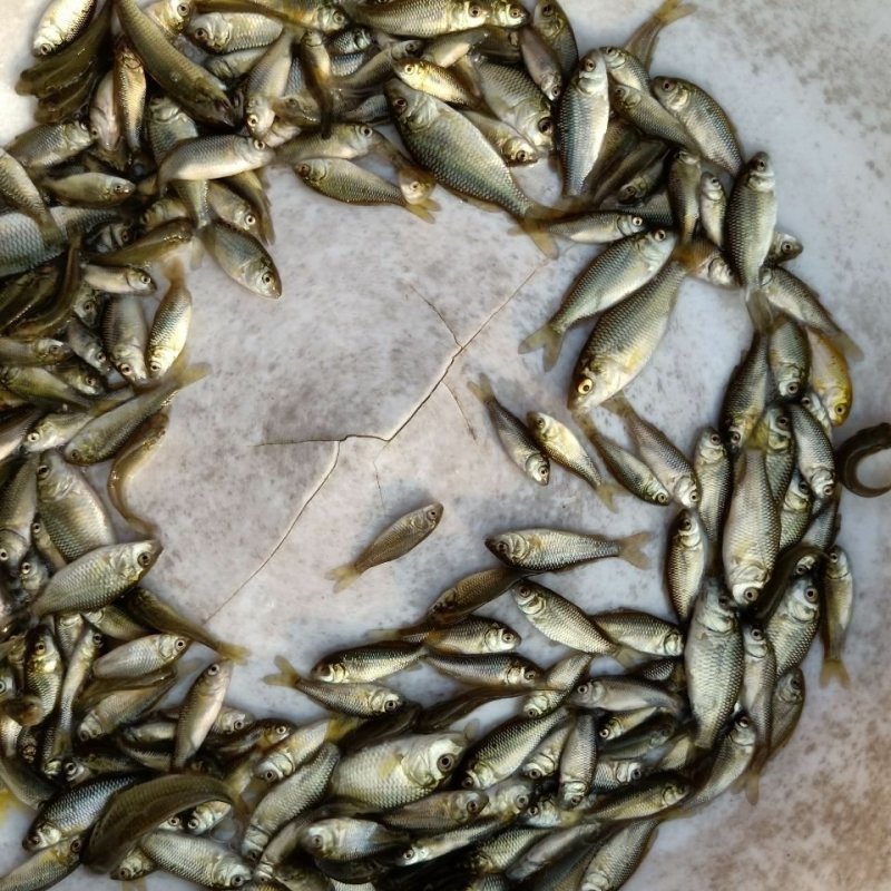 鲤鱼苗稻田鲤鱼苗放生鲤鱼苗各种规格大量供应