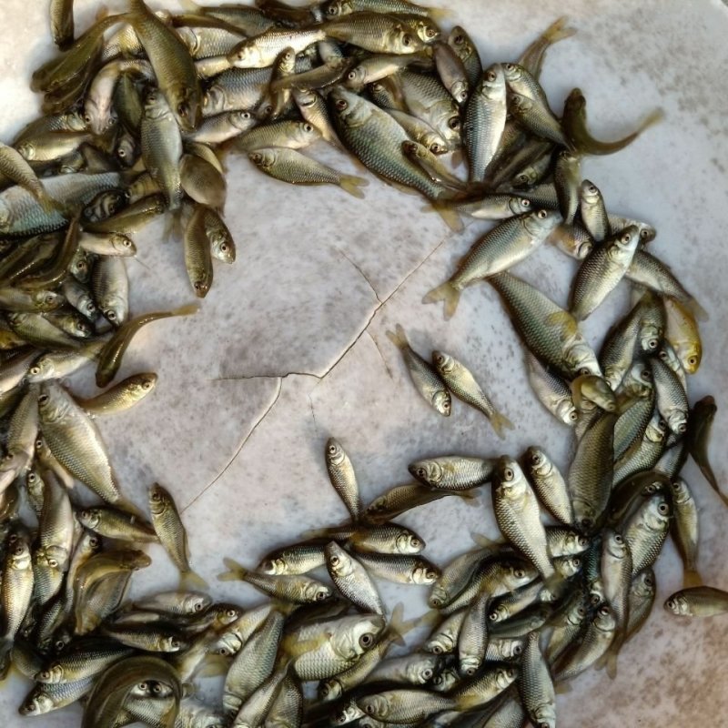 鲤鱼苗稻田鲤鱼苗放生鲤鱼苗各种规格大量供应