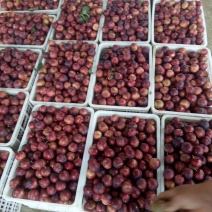 澳洲红李子红心李子货量充足