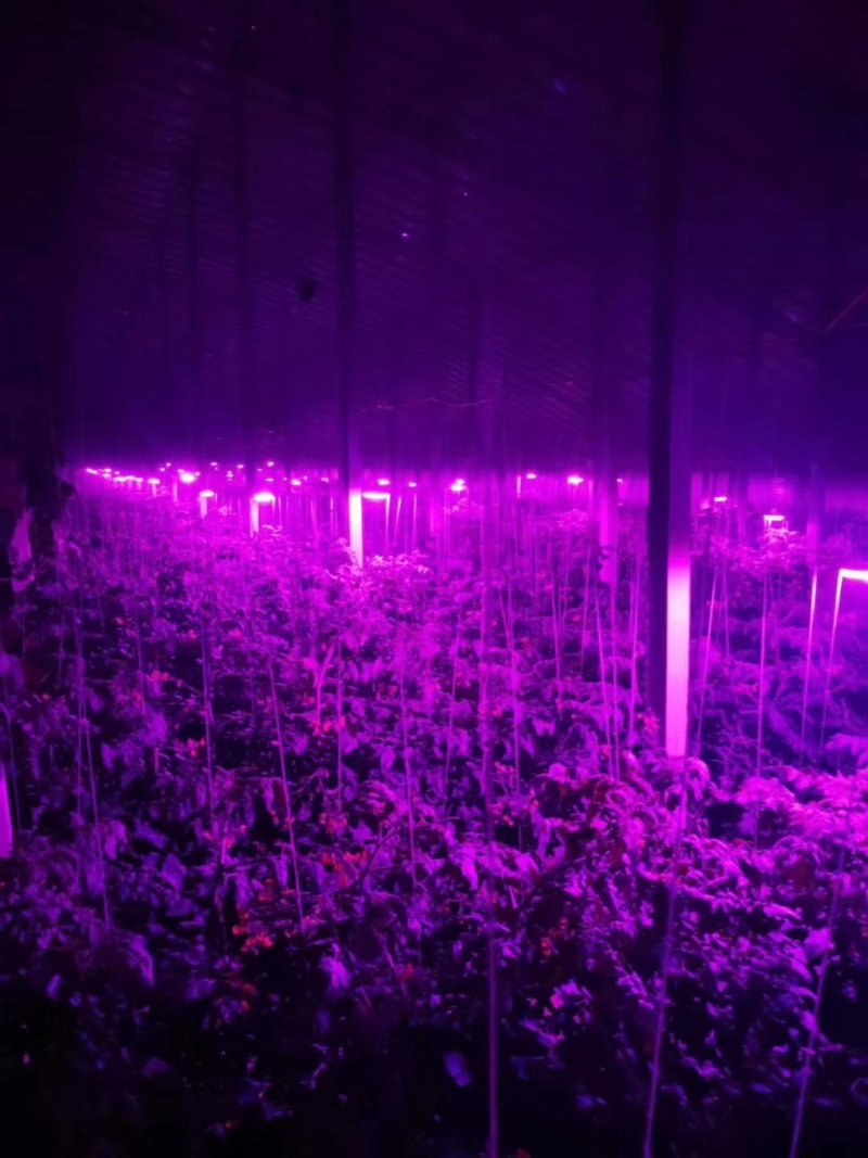 全光谱LED植物生长灯大棚蔬菜育苗水草月季花卉室内多