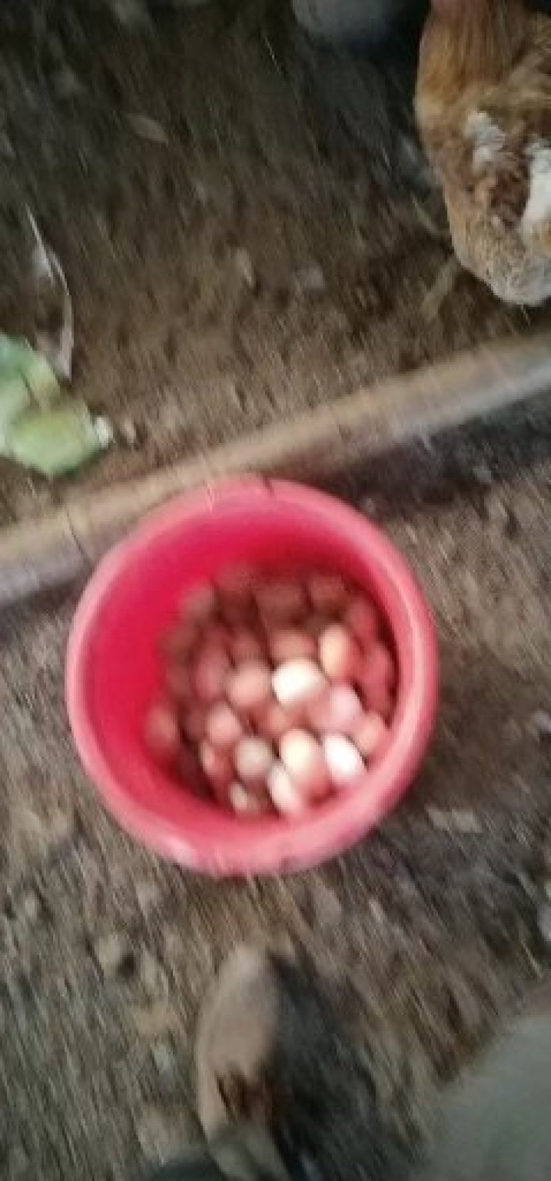 笨鸡蛋散养，纯绿色蛋，桃园里散养的