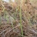 蕨菜干云南高山生态蕨菜干基地直发品质保证全国包邮1