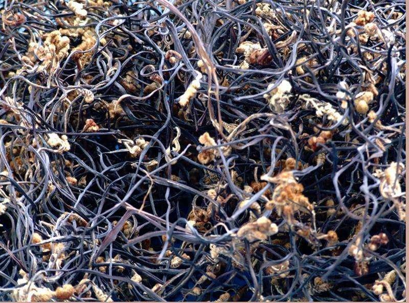 蕨菜干云南高山生态蕨菜干基地直发品质保证全国包邮1