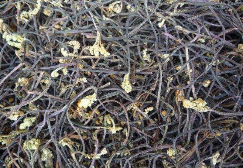 蕨菜干云南高山生态蕨菜干基地直发品质保证全国包邮1