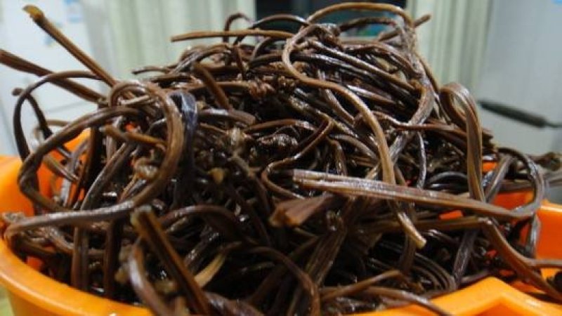 蕨菜干云南高山生态蕨菜干基地直发品质保证全国包邮1