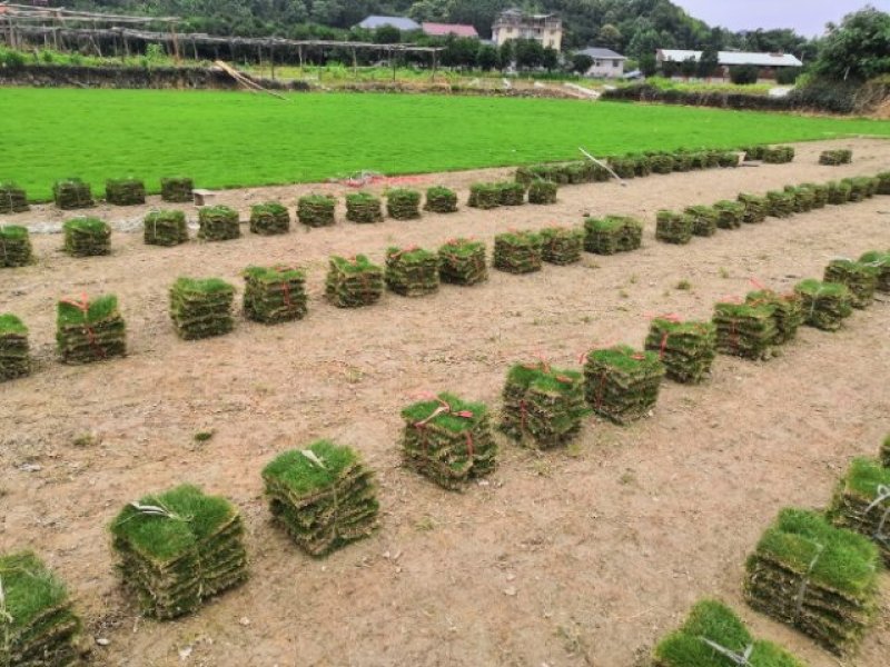 怀化市优质马尼拉草皮大量出售