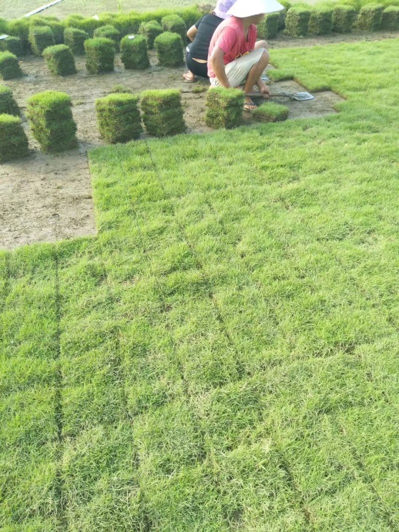 怀化市优质马尼拉草皮大量出售