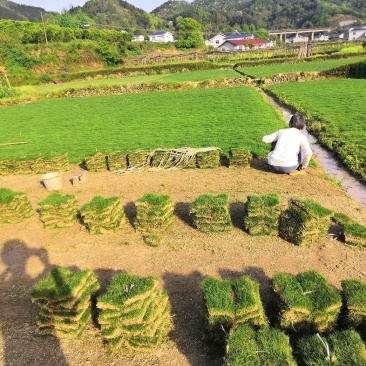 怀化市优质马尼拉草皮大量出售
