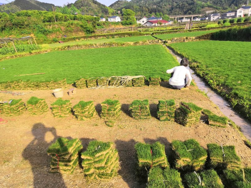 怀化市优质马尼拉草皮大量出售