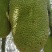 马来西亚青皮一号菠萝蜜